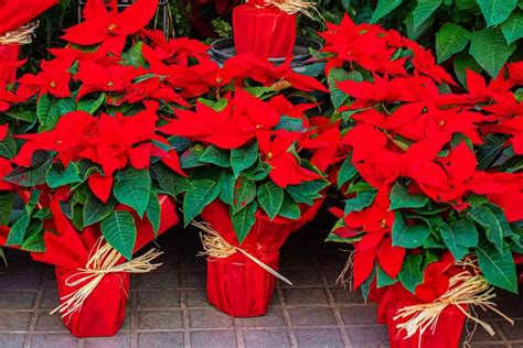 20 Indoor Plants With Red Flowers Gardenia Organic