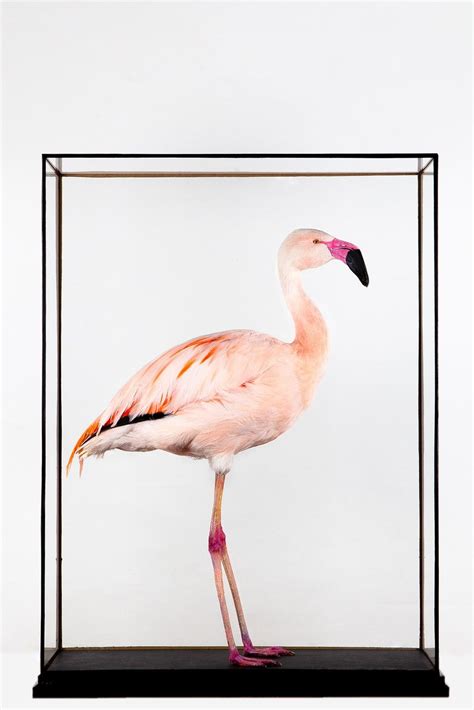 Flamingo lovers gifts, pink flamingo gifts, flamingoes, flamingo theme items click on one of the 7 categories below to find fun and decorative items ( itemized by category ) featuring pink flamingos! Taxidermy Chilean Flamingo - Decorative Collective in 2020 ...