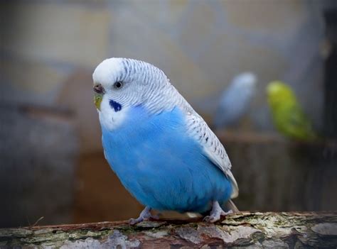 21 Things You Should Know Before You Buy A Budgie