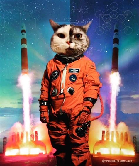 Space Cats On Instagram “a True Hero Emerges This Is Wendy “two Faces” Cat They Call Her Two