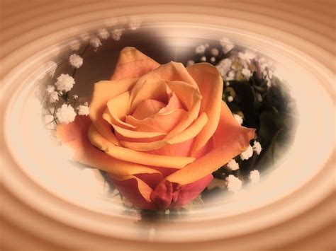Hd Wallpaper Yellow Petaled Rose Flower Heart Shape Form Wave