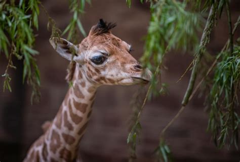 Chester Zoos New Giraffe Calf Is A Rare Beauty Zooborns