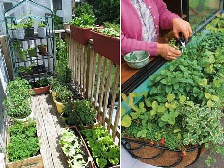 Gradina Cu Legume Din Balcon Iata Ce Poti Creste La Bloc