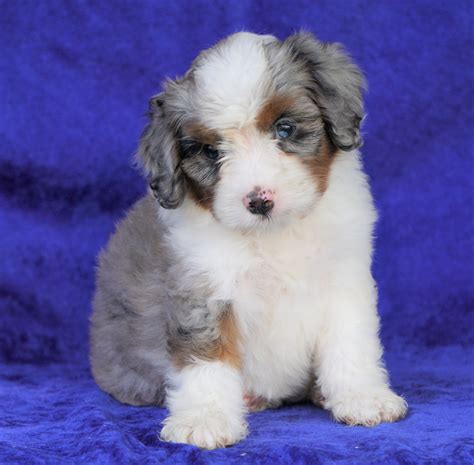 Mini Aussiedoodle For Sale Millersburg Oh Female Darla Ac Puppies Llc