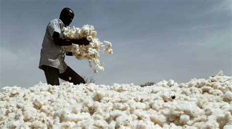 Burkina Faso Thinks That Gmo Cotton Is Wack Virily