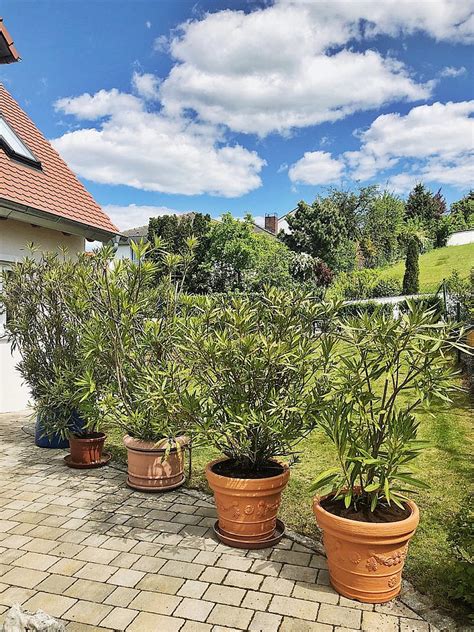 Maybe you would like to learn more about one of these? Oleander Im Garten - Gartengestaltung Idee