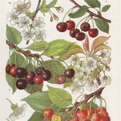Vintage Botanical Print Book Fruit Illustration To Frame Kitchen