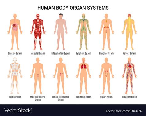Main 12 Human Body Organ Systems Flat Educative Anatomy Physiology