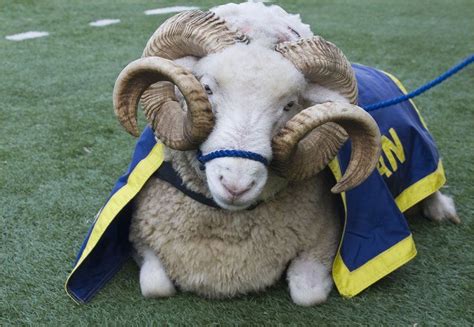 6 Eccentric Mascots And What They Teach Us About Their Schools Mascot