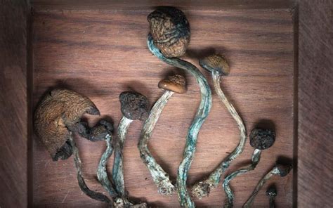 Shrooms Psilocybin Mushrooms History Types And Effects Leafly