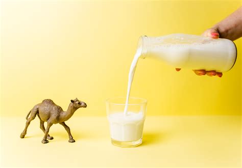 Camel Milk Has A Few Humps To Get Over