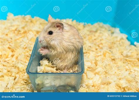 Hamster Eating Sunflower Seeds In A Box Stock Photo Image Of House