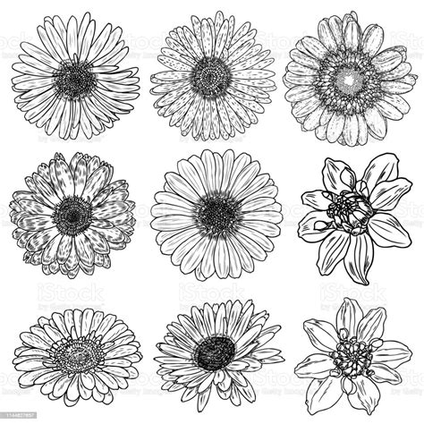 Daisy Blumenbotanik Setskizze Daisy Blumenzeichnungen Schwarzweiße