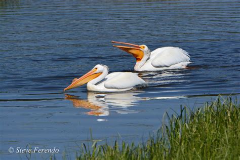 Natural World Through My Camera American White Pelicans In The