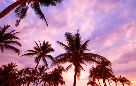 Pink Sky With Palm Trees Horizon