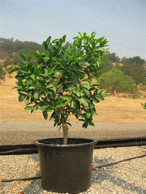 On the other hand, when it comes to lime trees, you should leave the seeds to dry for about two weeks. Learn How To Prune A Lime Tree | Lime Trees, Limes and ...