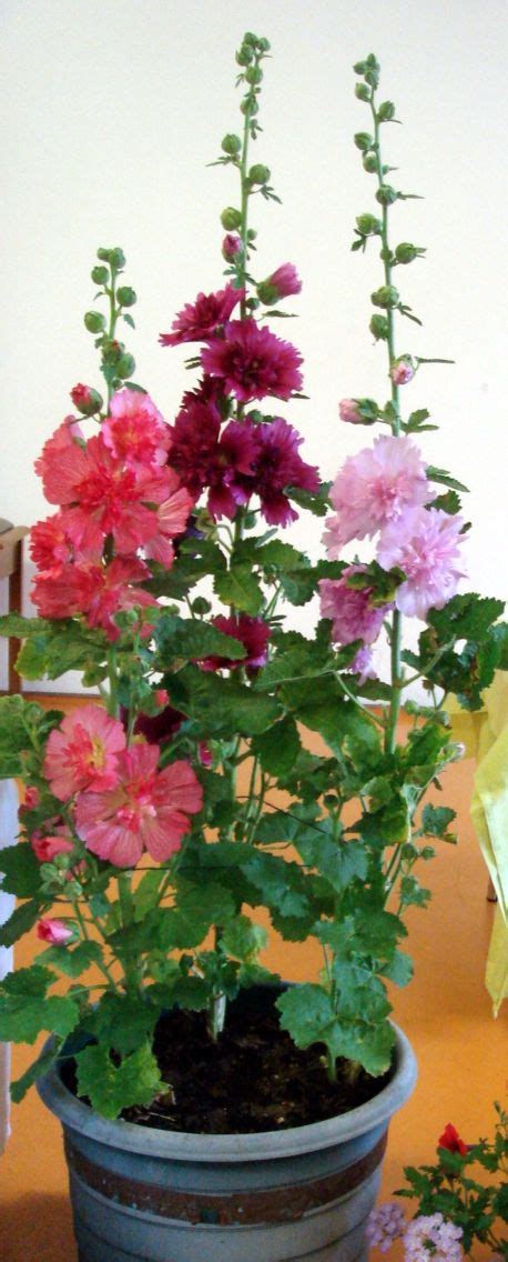 Keeping Hollyhock In Pots 117733 Growing