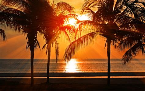 Nl74 Beach Vacation Summer Night Sunset Red Palm Tree Wallpaper