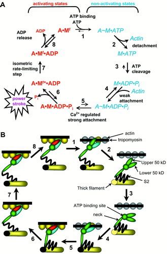 Skeletal and Cardiac Muscle Contractile Activation ...
