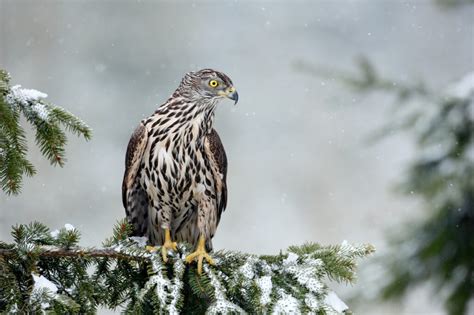 Hawks In Michigan 9 Species Youve Just Got To See