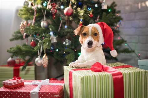 Unique Christmas Ts For Dogs And Their Owners Lifestyle