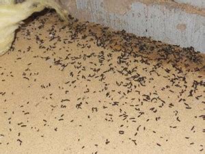 Get some paper towels to pick up any solid matter that the mice have left. mice trapping | CMC Animal Control