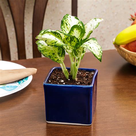 Exotic Green Dieffenbachia Amy Indoor Plant Blue Pot