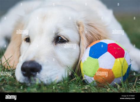 Cute Golden Retriever Puppy Rest On The Grass After Playing With A