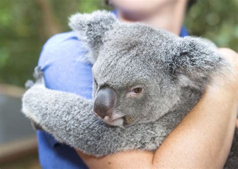 Hugging Koalas In Australia Why Tourists Should Stop