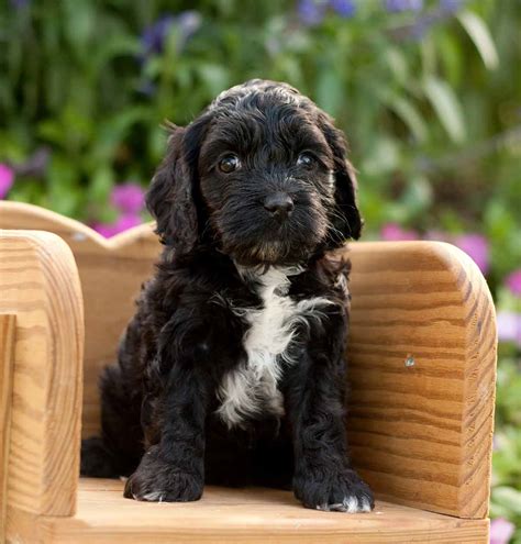 Cockapoo puppies for sale ready springtime 2021. Cockapoo Temperament - What To Expect From A Cockapoo ...
