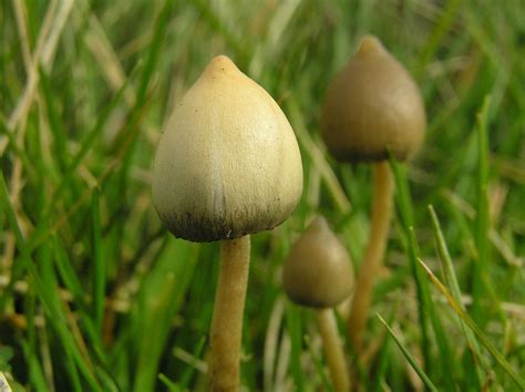 Magic Mushrooms The Infamous Magic Mushroom Or Liberty Cap Flickr
