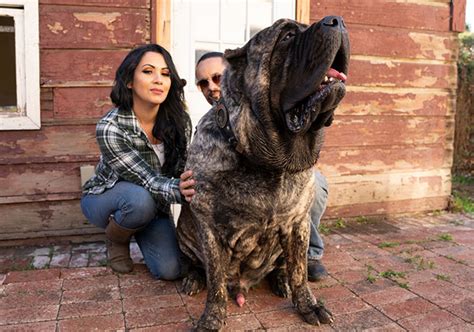 Everything You Wanted To Know About The Molossus Dog Breed Ned Hardy