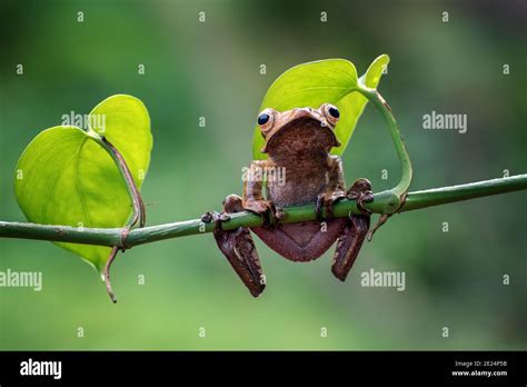 Borneo Eared Tree Frog On A Branch Indonesia Stock Photo Alamy