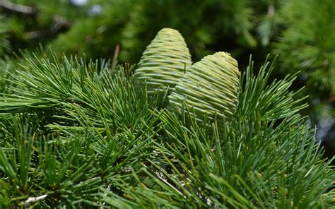 Green Pine Cones