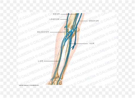 Anatomy Of Arm Veins Anatomy Drawing Diagram