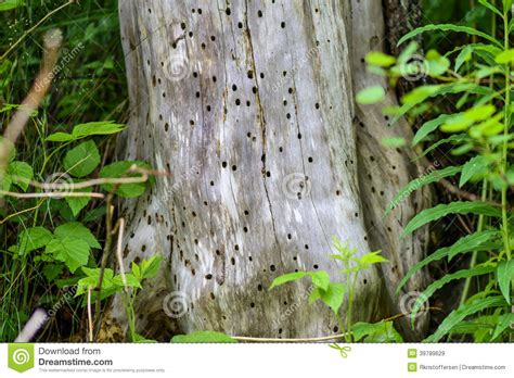Termites are eusocial insects that are classified at the taxonomic rank of infraorder isoptera, or as epifamily termitoidae within the order blattodea (along with cockroaches). Termite Eaten Tree Stock Photo - Image: 39789629