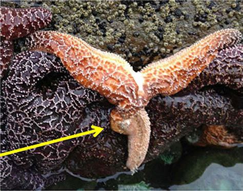 Mysterious Disease Turns Starfish Into Goo
