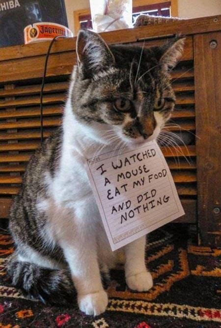 Picky Cat Food Recipes Pet Nurse Marie Funny Cat Memes Cat Shaming
