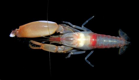 Absurd Creature Of The Week The Feisty Shrimp That Kills With Bullets