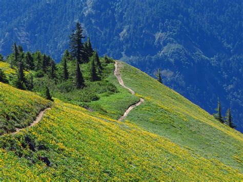 5 Top Columbia Gorge Hikes In Washington Rei Co Op Journal