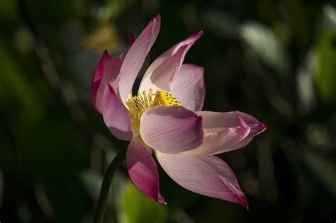 Lotus Blomma Rosa Gratis Foto P Pixabay Pixabay