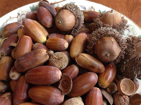 Many Acorns In A Porcelain Bowl There Are Two Acorn Types Long And