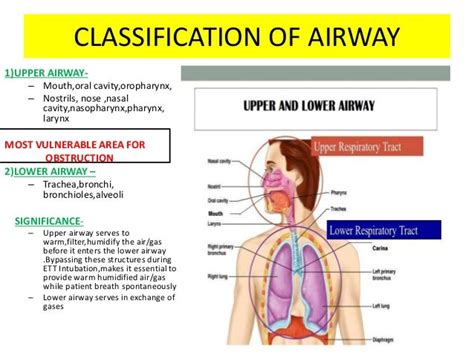 Airway Anatomy Its Assessment And Anaesthetic Implication