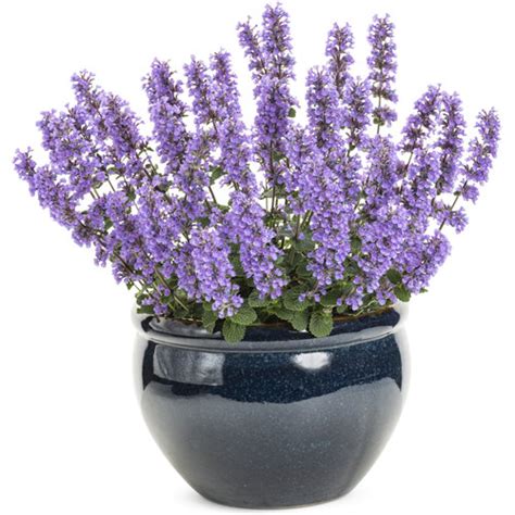 'Cat's Pajamas' - Catmint - Nepeta hybrid | Proven Winners