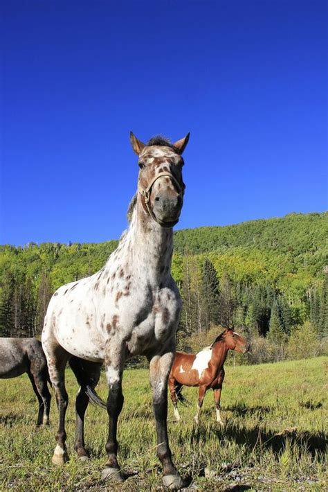 Colorado Ranger Horse Information And Pictures Petguide Petguide