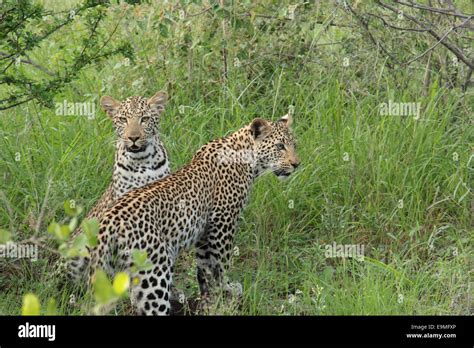 Two Young Leopards In The Wild Stock Photo Alamy