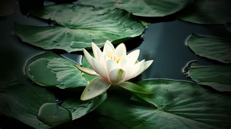 Wallpaper Nature Flower Water Lily 1680x1050 Hd Picture Image