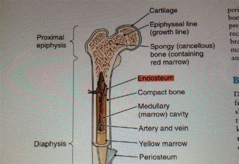 Gao jh., xu zk., zheng hx., wang ym., how z., wang wm. Chapter 6 Bones and Skeletal Tissues - StudyBlue