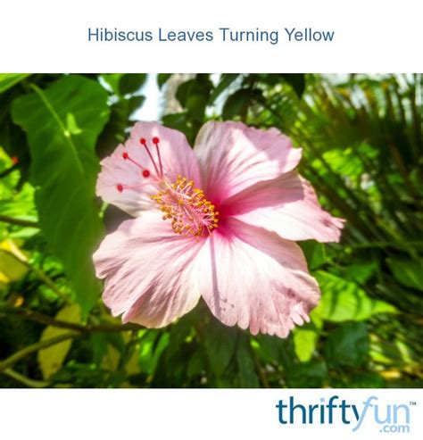 If the leaves of your hibiscus plants are yellowing, it normally improper watering is a result of hibiscus losing its leaves a few yellow leaves is nothing to worry when a hibiscus shrub has a viral disease, it could result in deformed or cupped leaves with. Hibiscus Leaves Turning Yellow | ThriftyFun