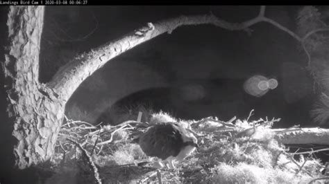 First Egg Female Osprey Lays An Egg At Midnight In Savannah March 8 2020 Youtube